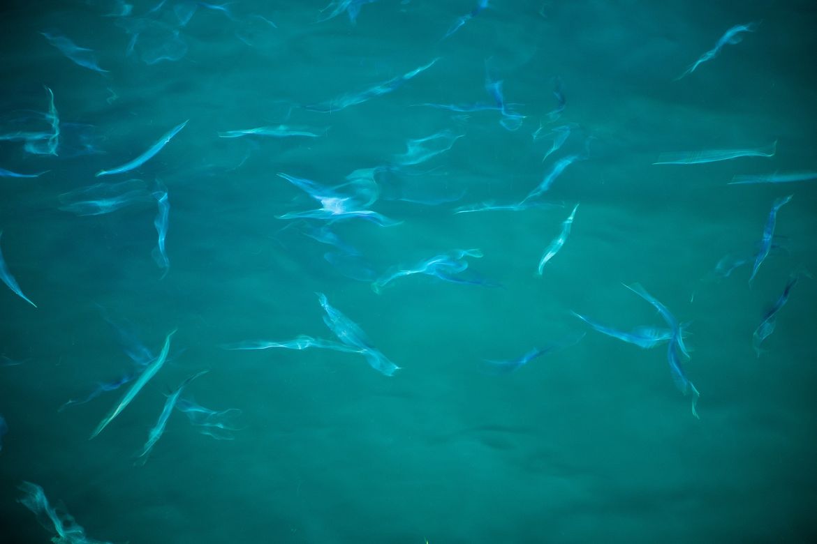 Pronašli efikasno rješenje za kontrolu invazivnih vrsta