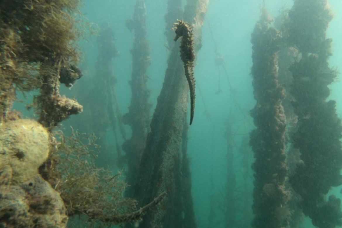 U Malostonskom zaljevu se analizira otpad s morskog dna