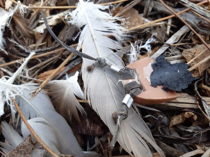 Pronađena prostrijeljen bjeloglavi sup na graničnom prijelazu kod Imotskog - Uginuo je!