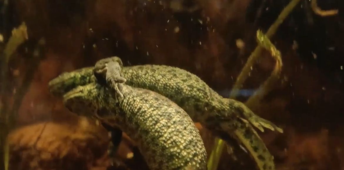 VIDEO Iberijski rebrasti vodenjaci uhvaćeni u 'akciji'