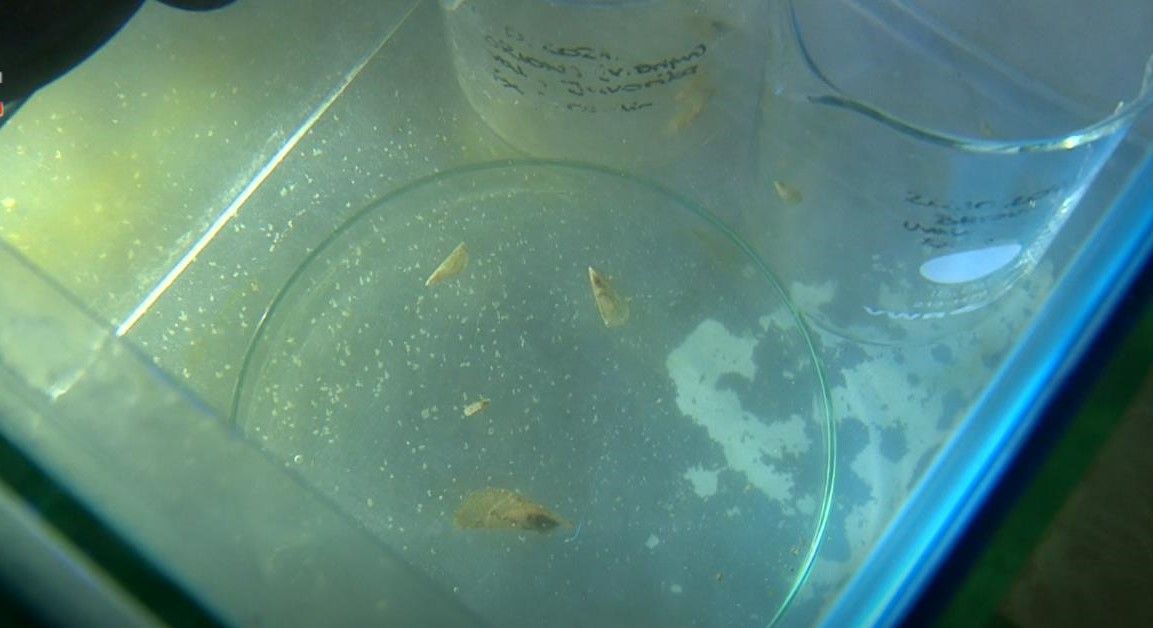 Pronađene male periske, nada je to da bi se ta endemska vrsta mogla spasiti