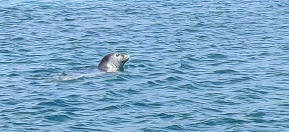 Je li se u Jadran vratila sredozemna medvjedica?