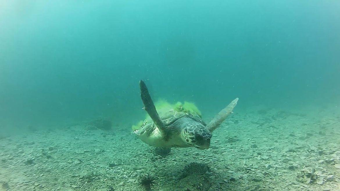 Istraživanje ponašanja, pravaca kretanja i brojnosti glavatih želvi i Jadranu