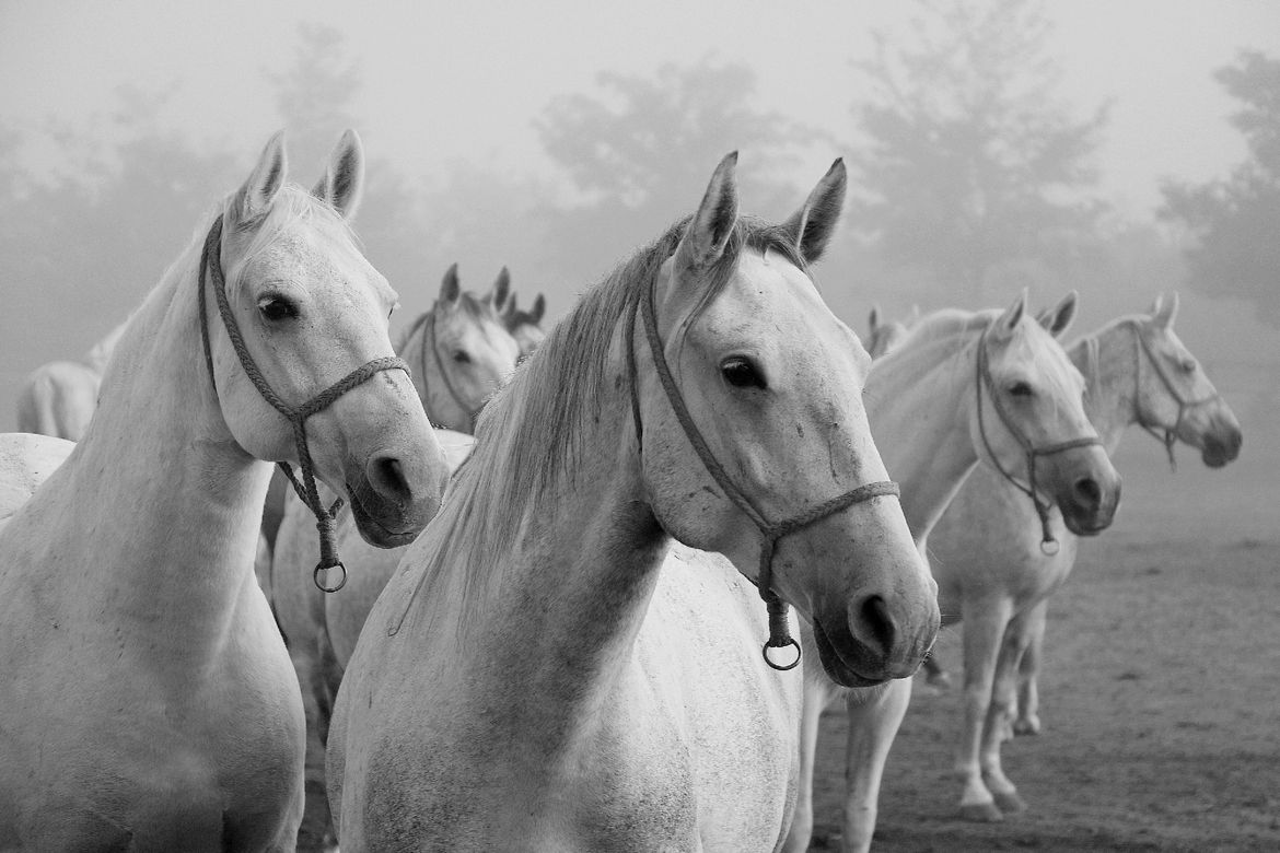Najavljena 12. Smotra rovinjske fotografije