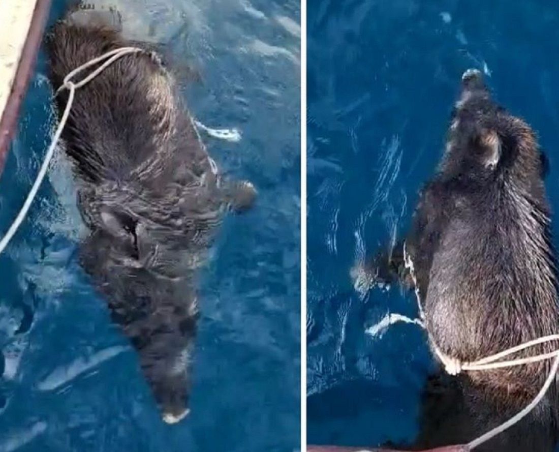 VIDEO Tip na Facebooku objavio "bizaran ulov" - Evo zašto je ovo ilegalno i nehumano