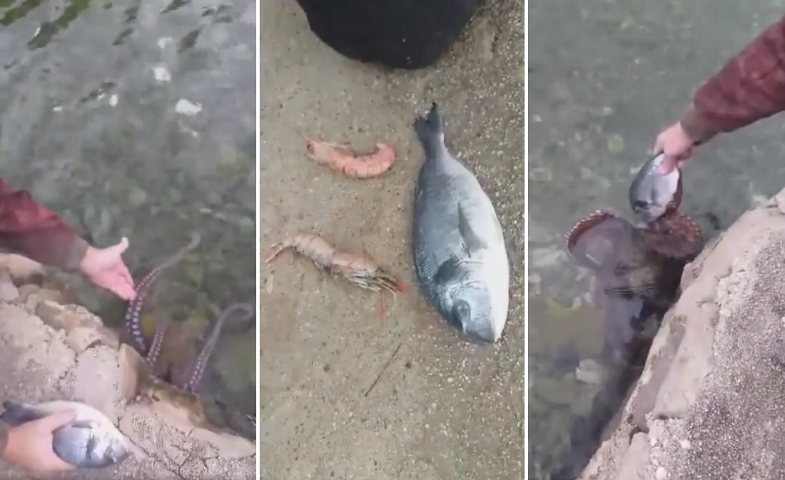 VIDEO Hobotnice drži kao kućne ljubimce: "Najviše vole orade i kozice!"