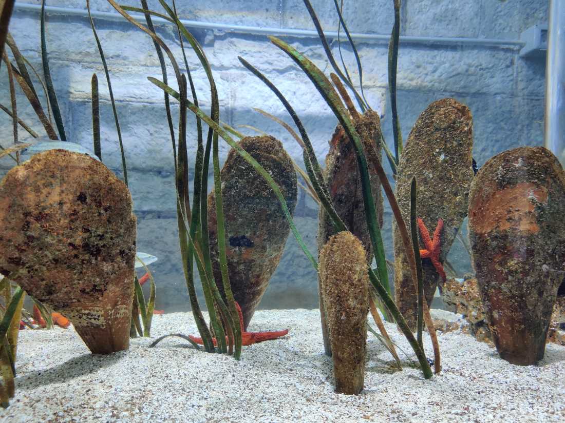 Hrvatski i europski znanstvenici ostvaruju značajan napredak u ranoj fazi spašavanja plemenite periske