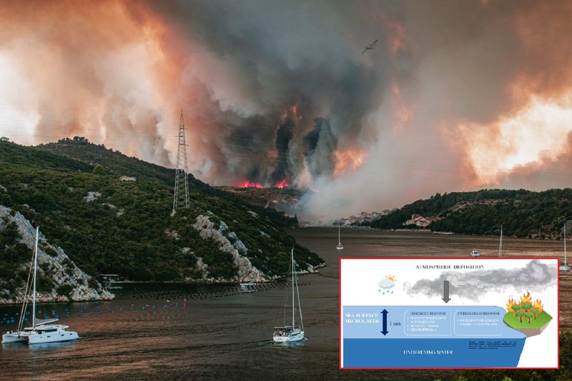 NOVO OTKRIĆE! Hrvatski znanstvenici otkrili što se u moru događa nakon požara