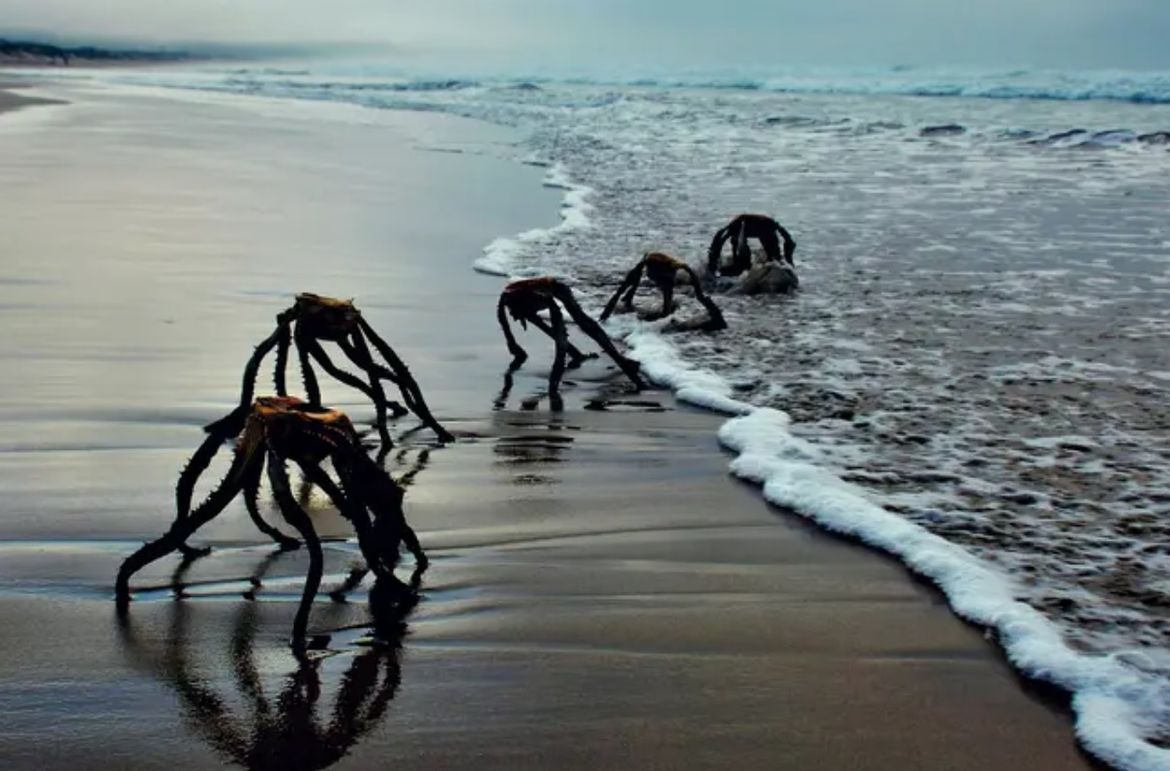 Fotografija koja je izazvala paniku: "Koja su to bića što izlaze iz mora?"