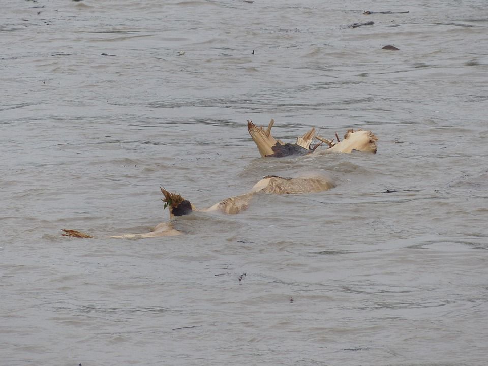 FOTO Broj žrtava u poplavama na Filipinima porastao na 13