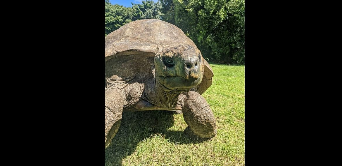 Najstarija kornjača na svijetu napunila najmanje 190 godina