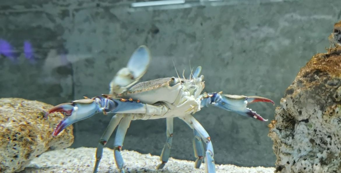 VIDEO Plavi rak snimljen u svom neobičnom ritualnom plesnom zanosu