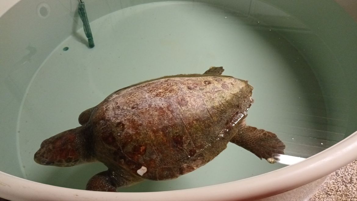 FOTO Stradala kornjača iz Lošinja morat će na operaciju u Pulu - Sretno, Anika!