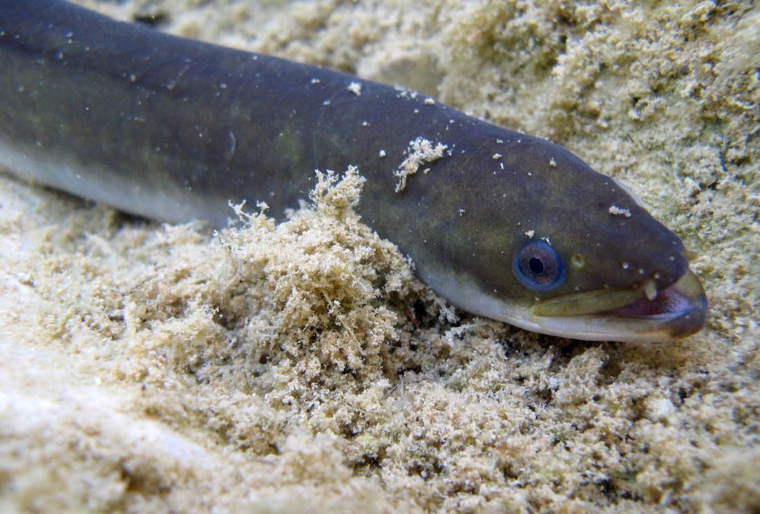 Neretvanske jegulje je sve manje, a bez nje nema pravog brudeta