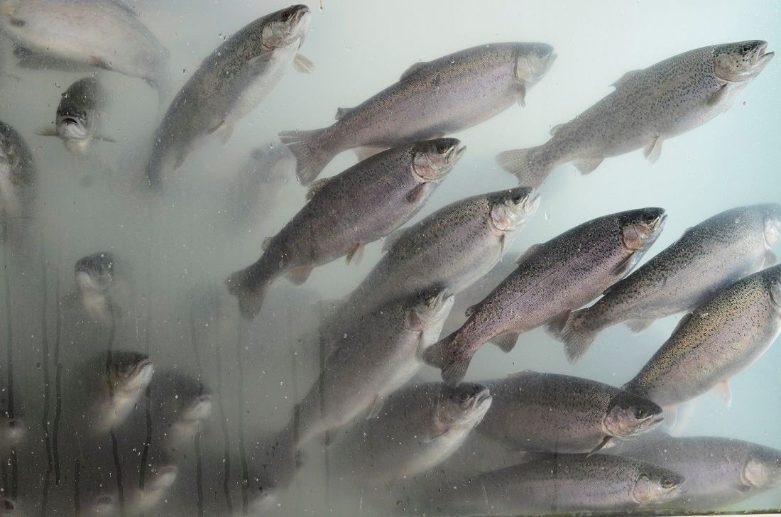STANOVNIŠTVO STRAHUJE Velebitski kanal pretvara se u veliko ribogojilište kalifornijskih pastrvi