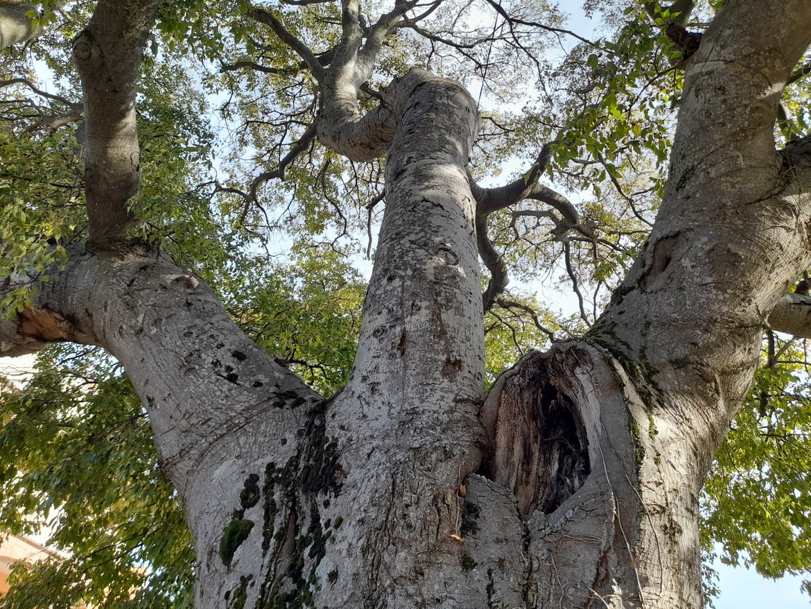 Inicijativa o naj-stablima u Istri, upoznaje javnost s važnošću stabala i potrebom njihove zaštite