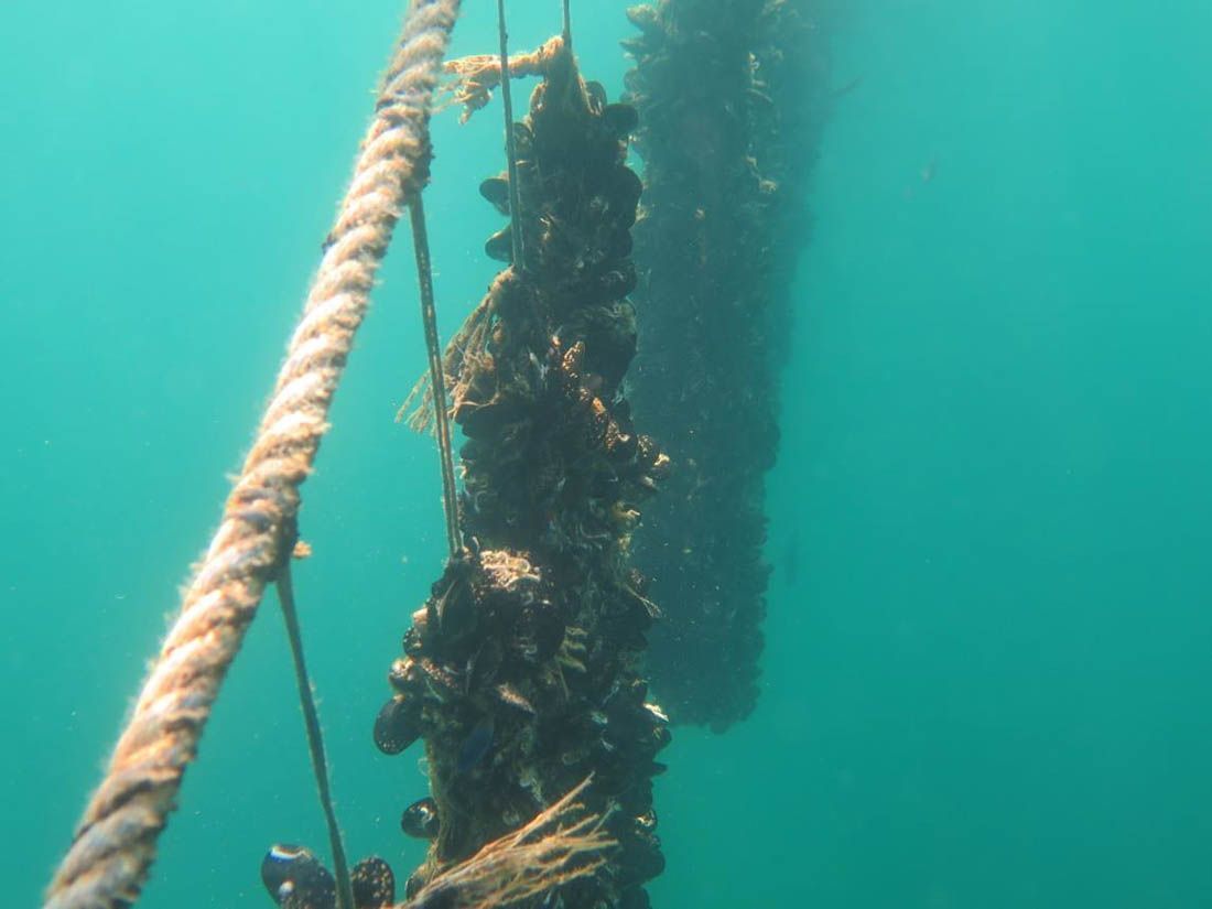 Hrvatski znanstvenici otkrili novi probiotički soj važan za uzgoj školjkaša