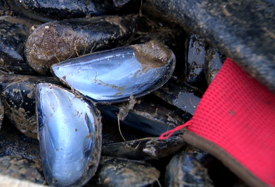 Misteriozni pomor dagnji u Novigradskom moru - Uzgajivači ne pamte ovakvu katastrofu