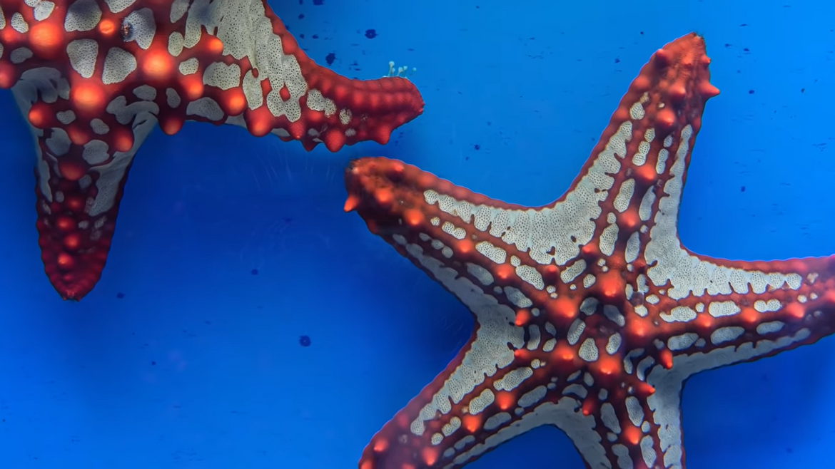 VIDEO: Prekrasna i bizarna bića iz oceanskih dubina!