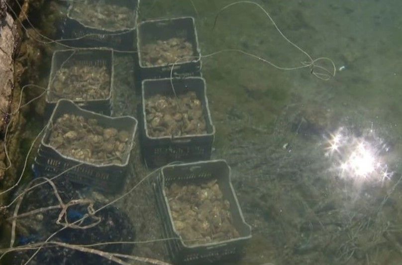 Pelješki most otvorio je put i školjkama iz Malostonskog zaljeva - One prije nisu smjele 'preko granice'