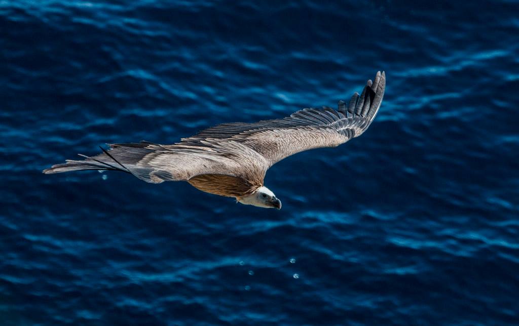 U šibenskom Sokolarskom centru oporavo se bjeloglavi sup