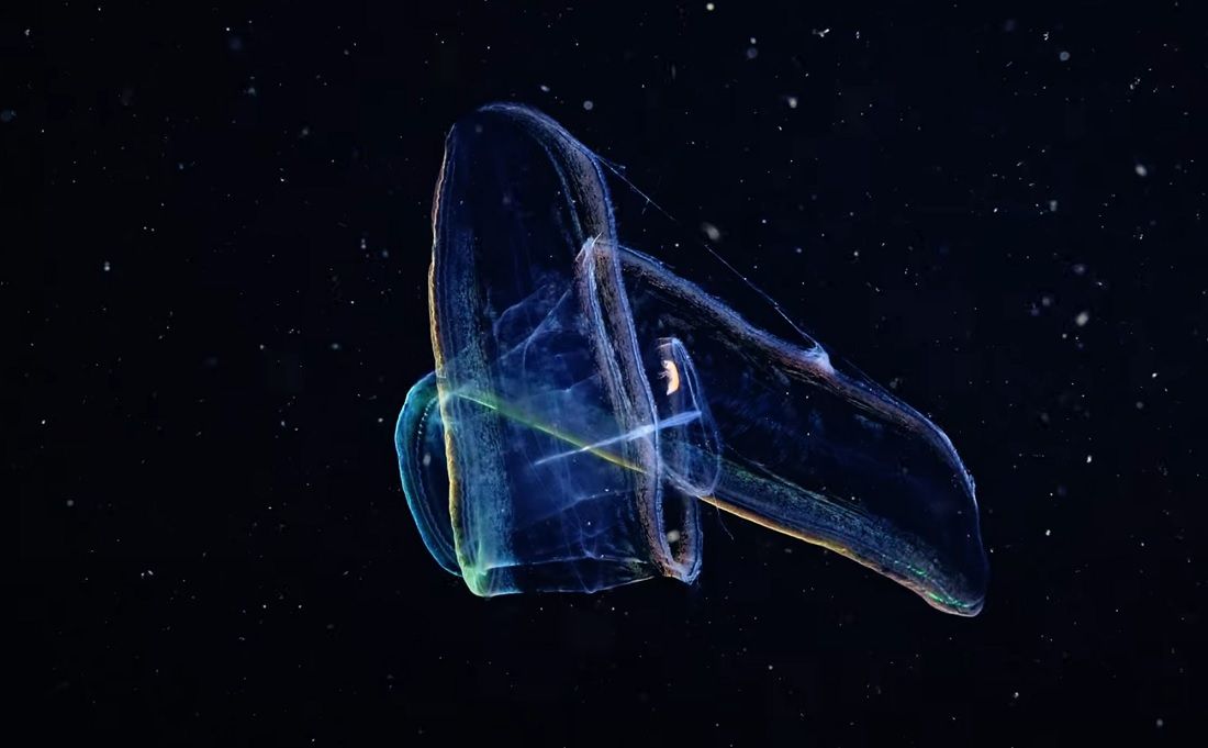 VIDEO Ovo čudno biće zove se Venerin pojas i živi u cijelom Jadranu