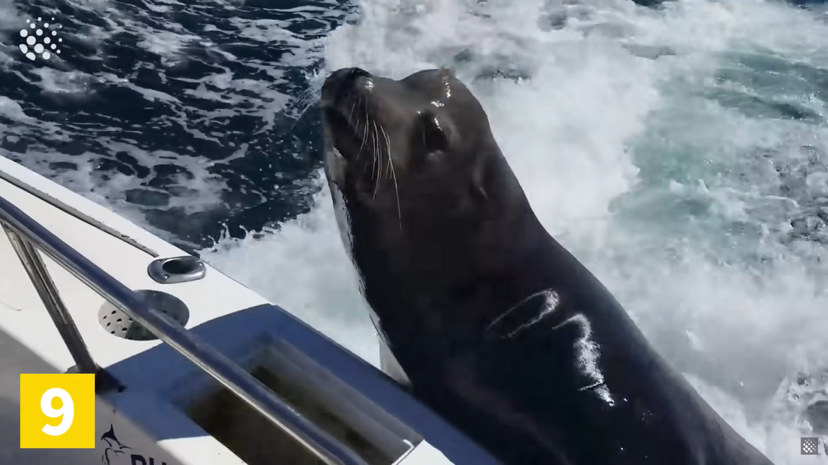 VIDEO: Bliski susreti sa živim svijetom oceana