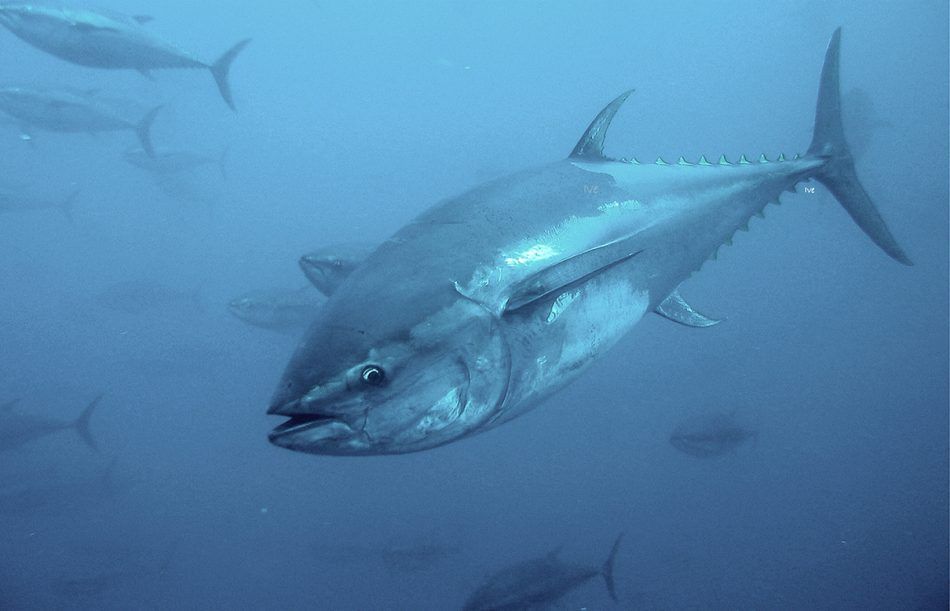 POVEĆANE KVOTE, OSIM ZA SPORTAŠE I REKREATIVCE Objavljen novi Pravilnik o ribolovu plavoperajne tune