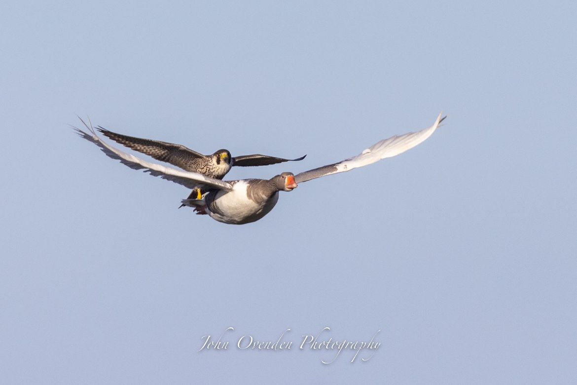 Fotograf ulovio kadar u kojem sivi sokol slijeće na leđa guske u letu