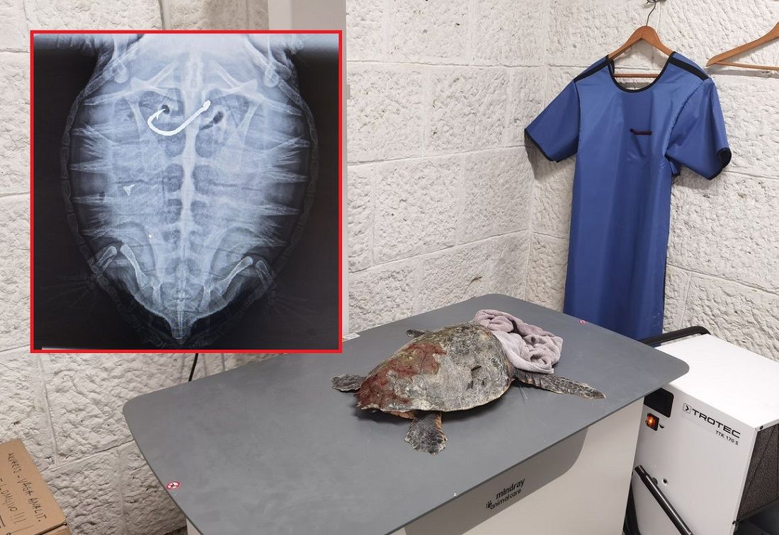 FOTO Tužan prizor - Trogodišnja kornjača progutala ribarsku udicu s najlonom