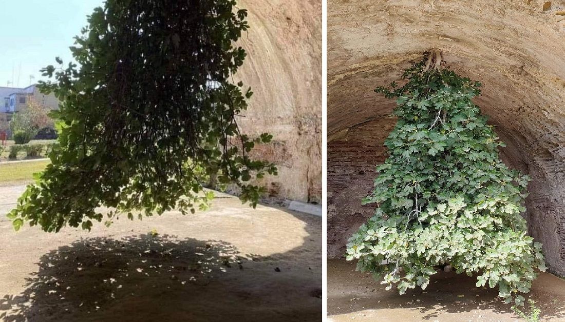 Stablo smokve koje prkosi zakonima fizike