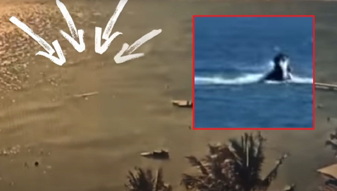 VIDEO Morski pas ubio turista na popularnoj plaži - Treći je to napad u posljednja tri tjedna