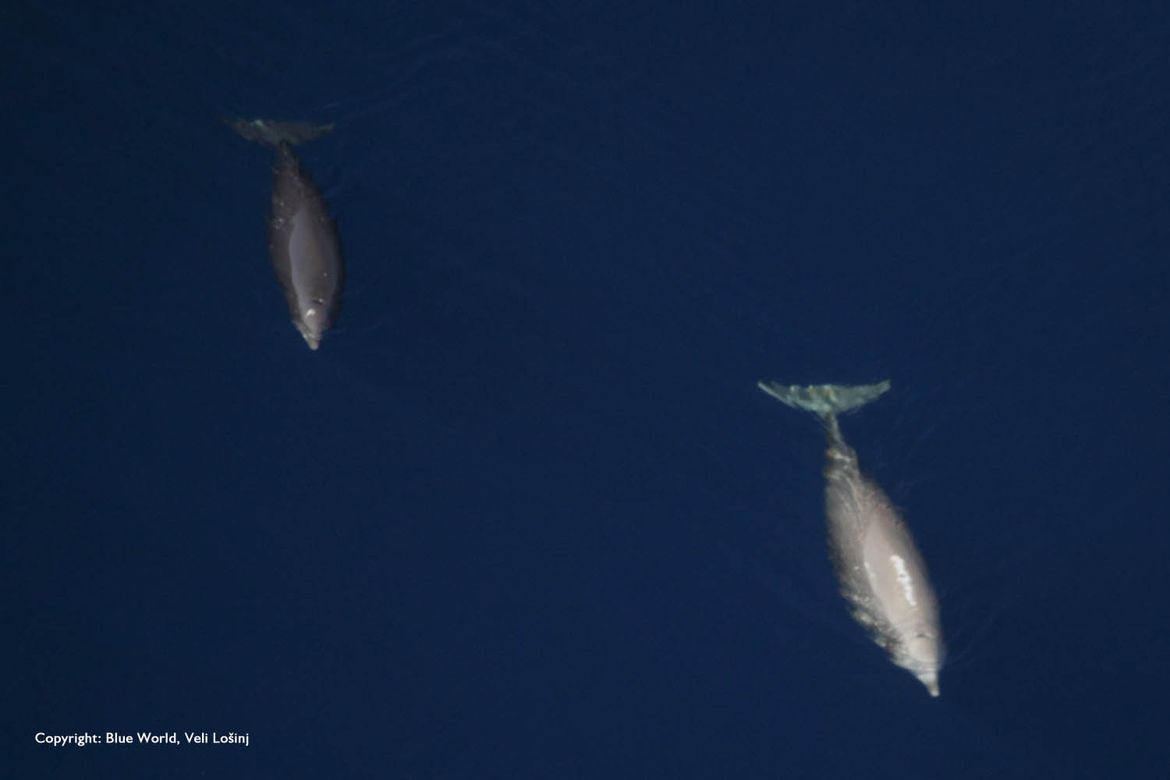 Mrtvi kitovi na obali Cipra možda su posljedica potresa u Turskoj