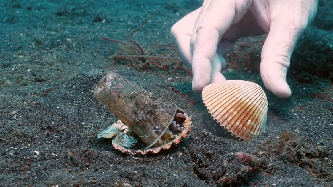 VIDEO Hobotnica se sklonila u plastičnu čašu, ronioci joj pomogli da ju zamjeni školjkom