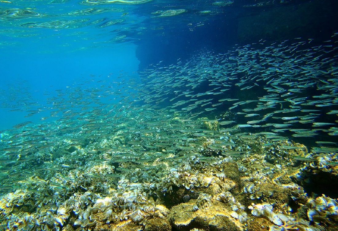 Novi akcijski plan EU-a za more doživjet će neuspjeh ako države članice ne preuzmu odgovornost