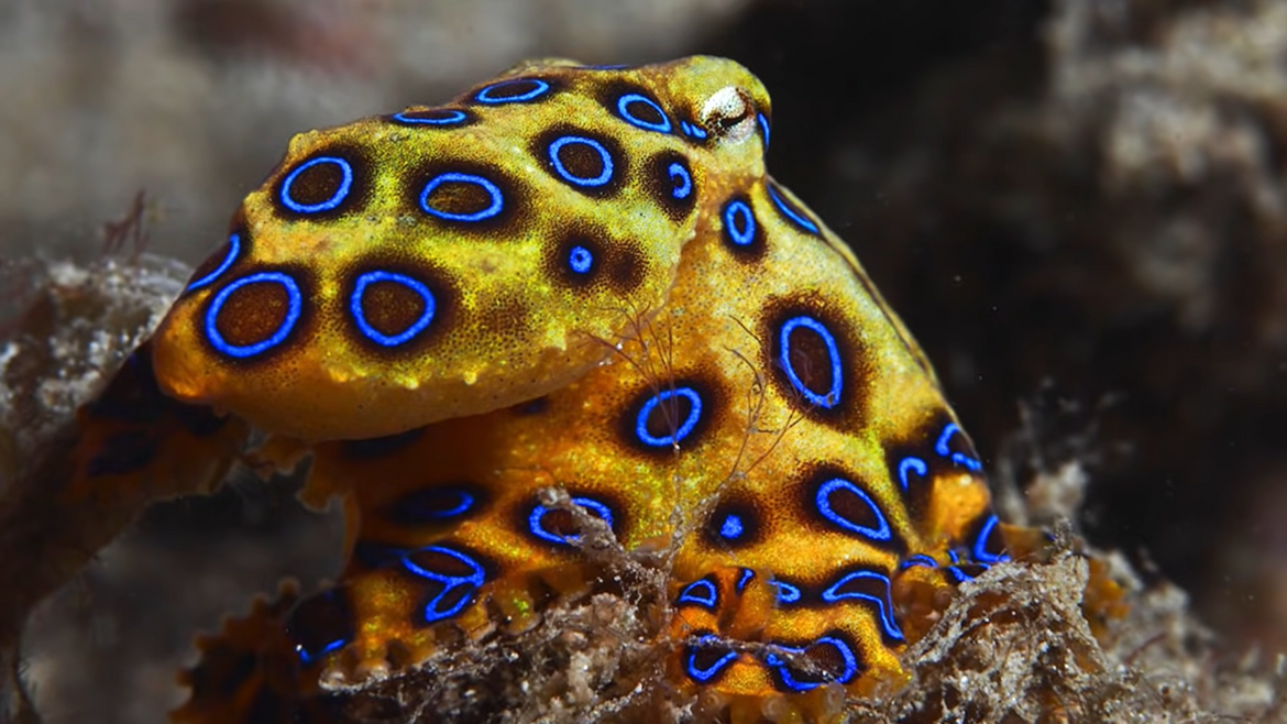 Preživjela nekoliko ugriza jedne od najotrovnijih životinja svijeta