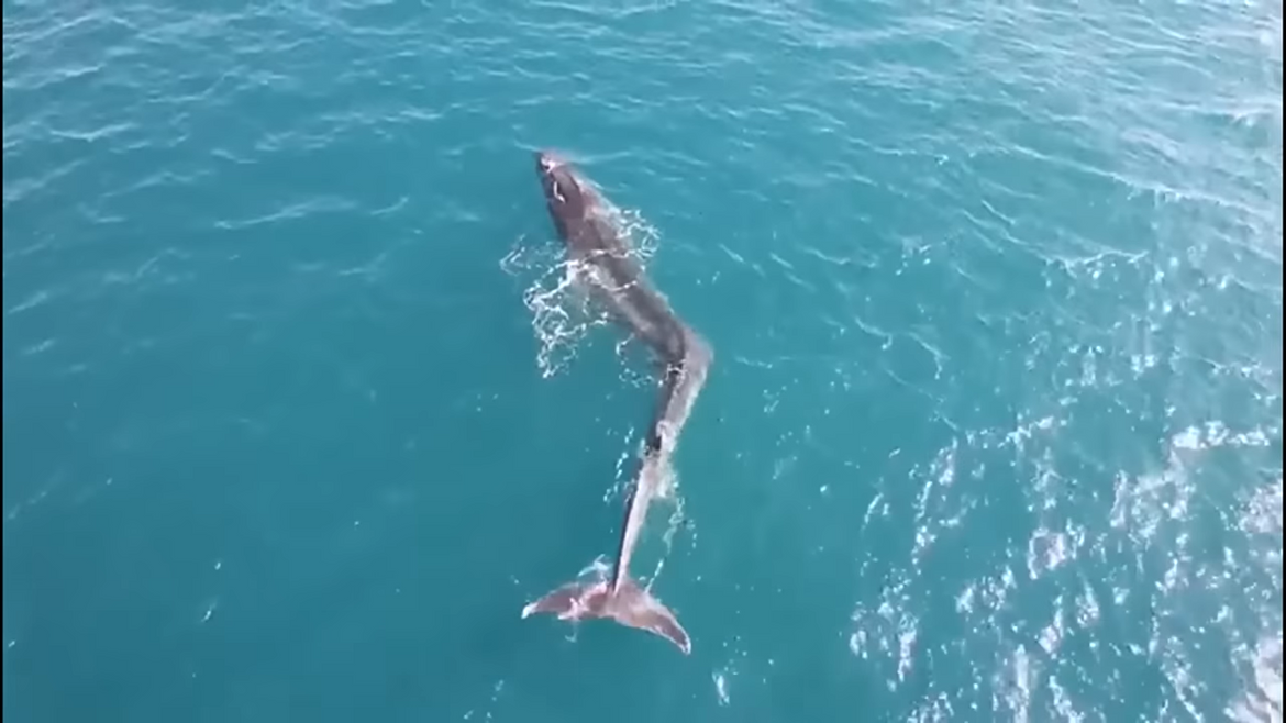VIDEO Snimljen ogroman kit sa skoliozom