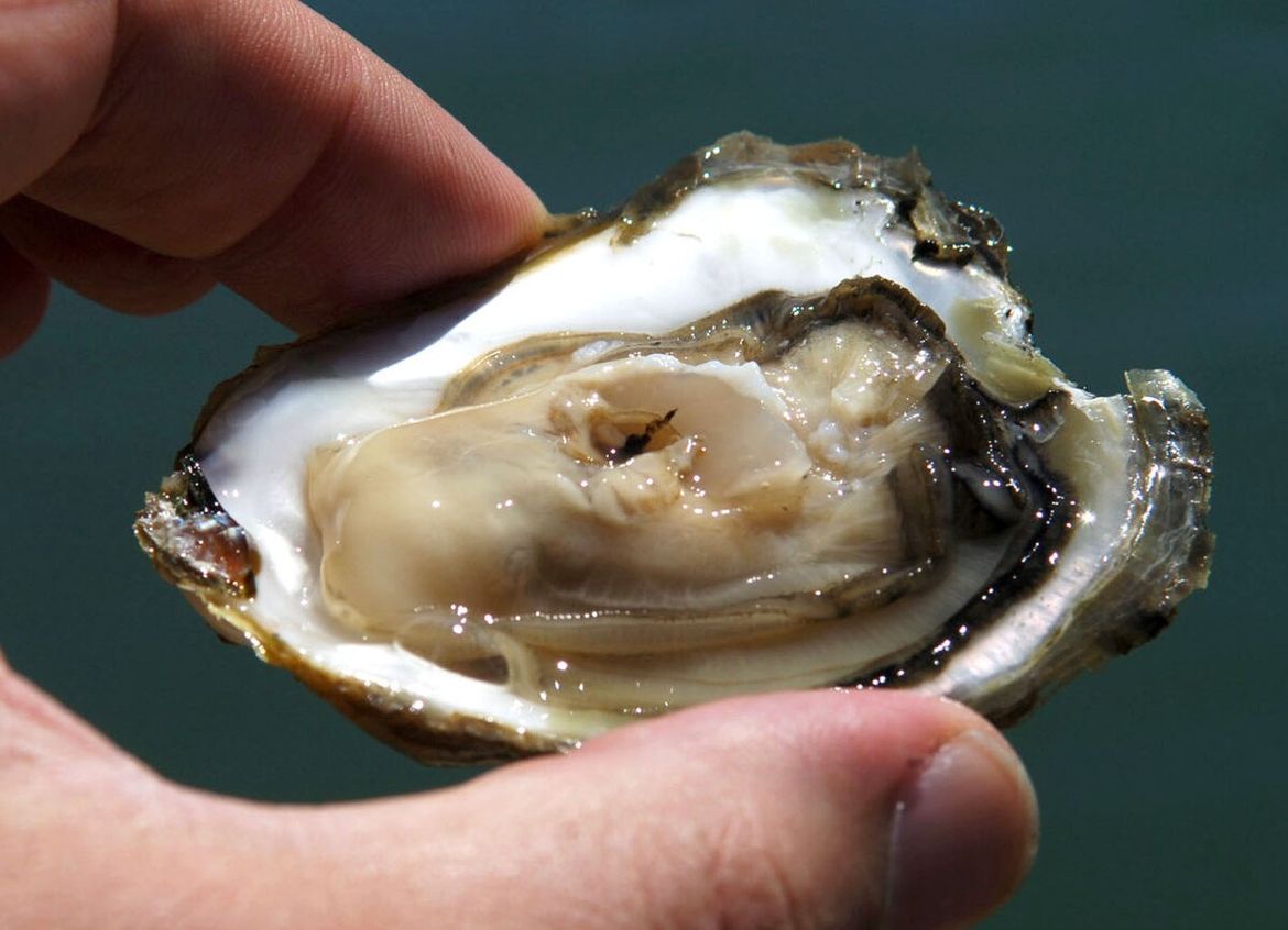 U nedjelju prvo izdanje nove gastro manifestacije Dan limskih oštriga