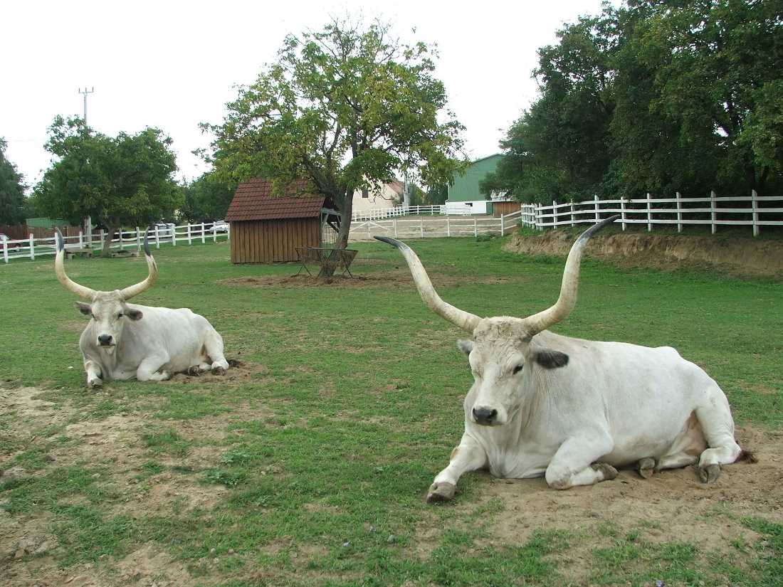 Boškarini - dobroćudni divovi - mogu težiti i 1.500 kilograma