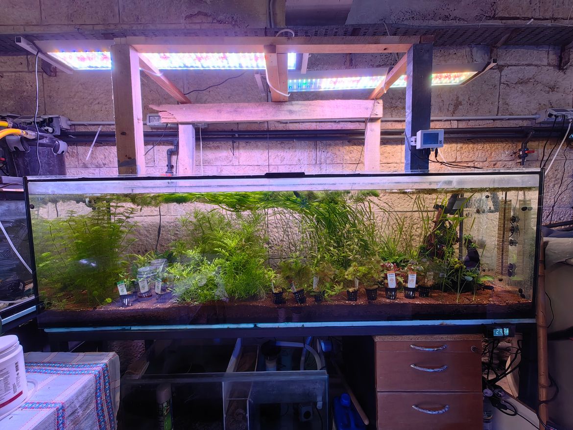 FOTO U istarskom laboratoriju uzgaja se važna hrana za održavanje plemenitih periski