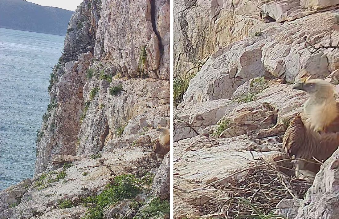 SRETNA VIJEST Uočena prinova u gnijezdu bjeloglavih supova na otoku Plavniku