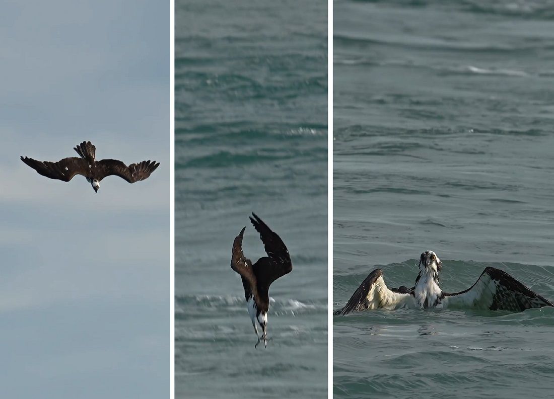 VIDEO Orao ribič uhvatio ukusan zalogaj i umalo se utopio