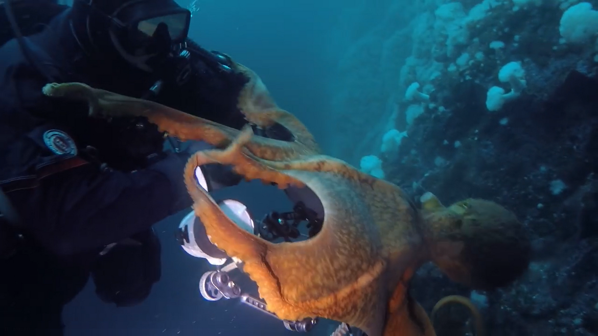 VIDEO Hobotnica koja voli kamere!