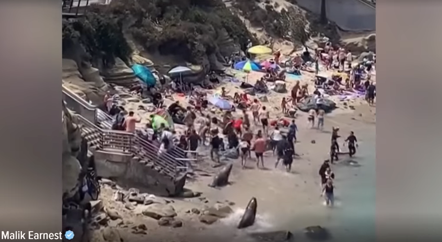 VIDEO Dva morska lava tjeraju posjetitelje s plaže