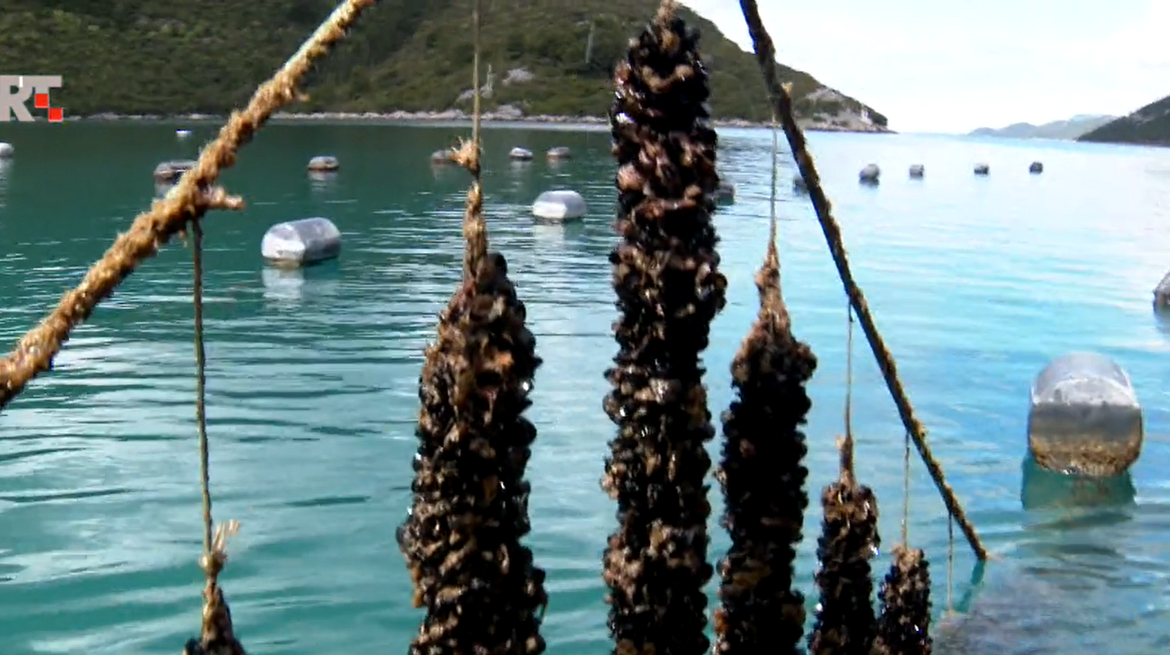 Tijekom noći orade potamanile 3,5 tone dagnji