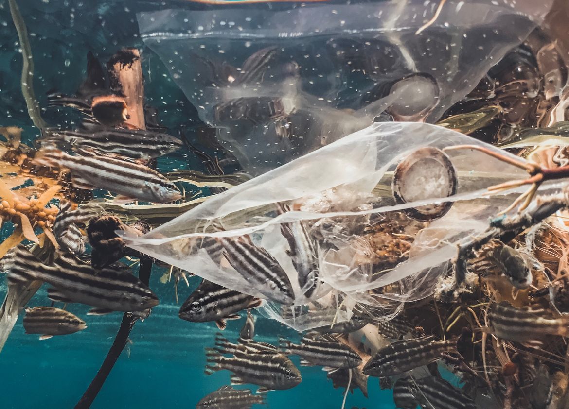 PRIJETNJA EKOSUSTAVU - Na ogromnoj tihooceanskoj nakupini smeća stvara se novi život!