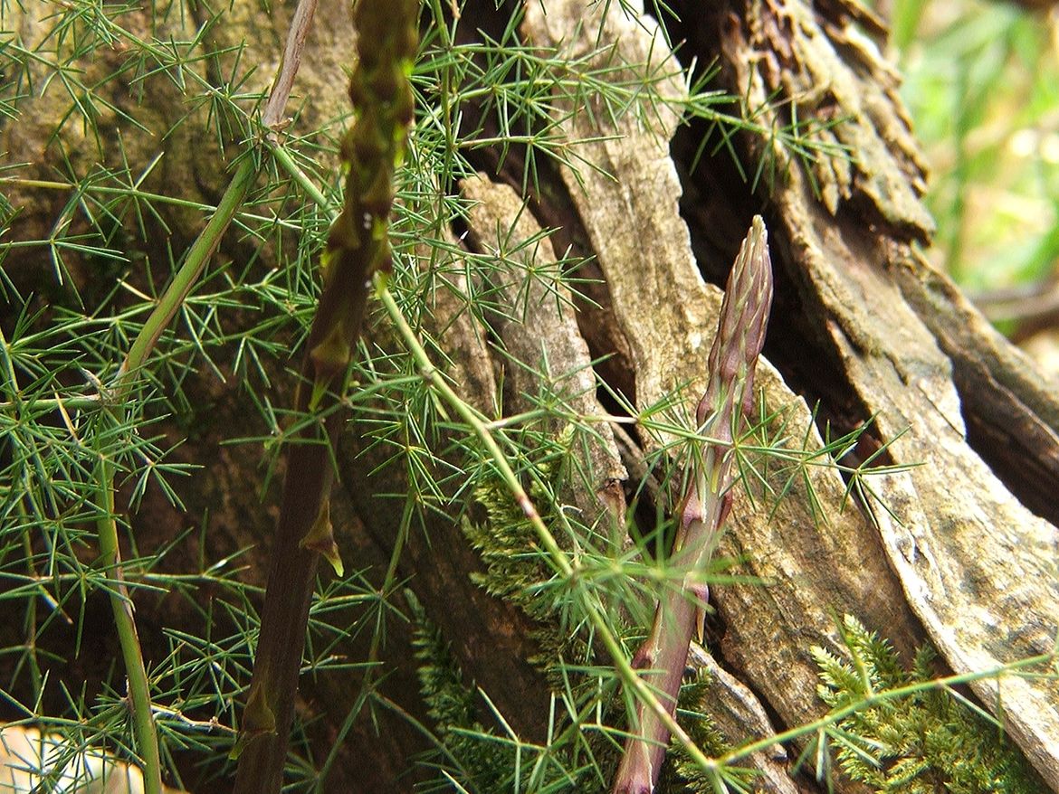 Uskoro Festival šparuga s fritajom od 1000 jaja, 30 kila šparuga i pancetom
