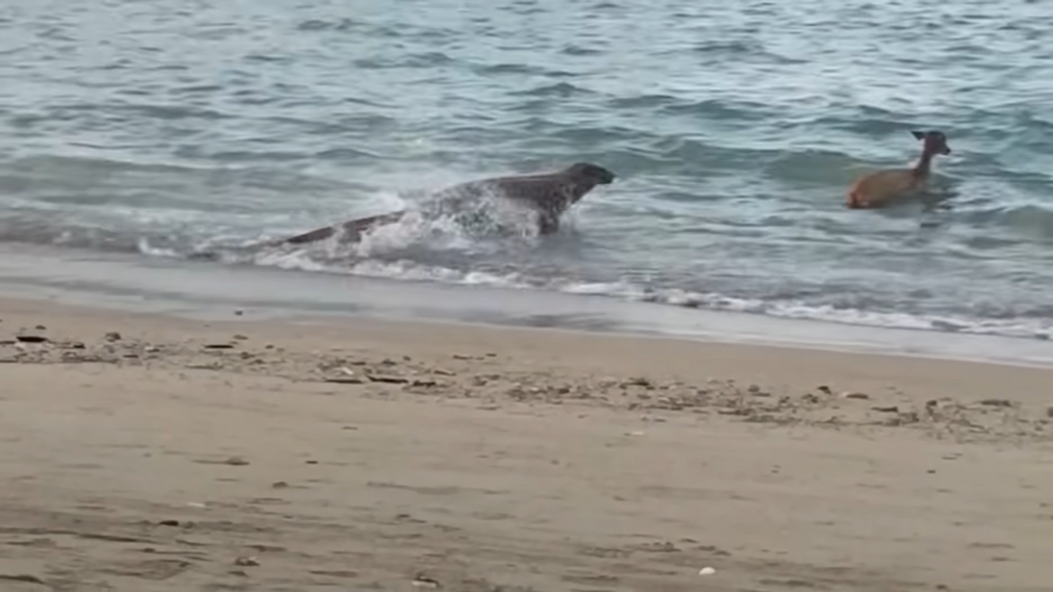 VIDEO Komodo u moru ulovio srnu!