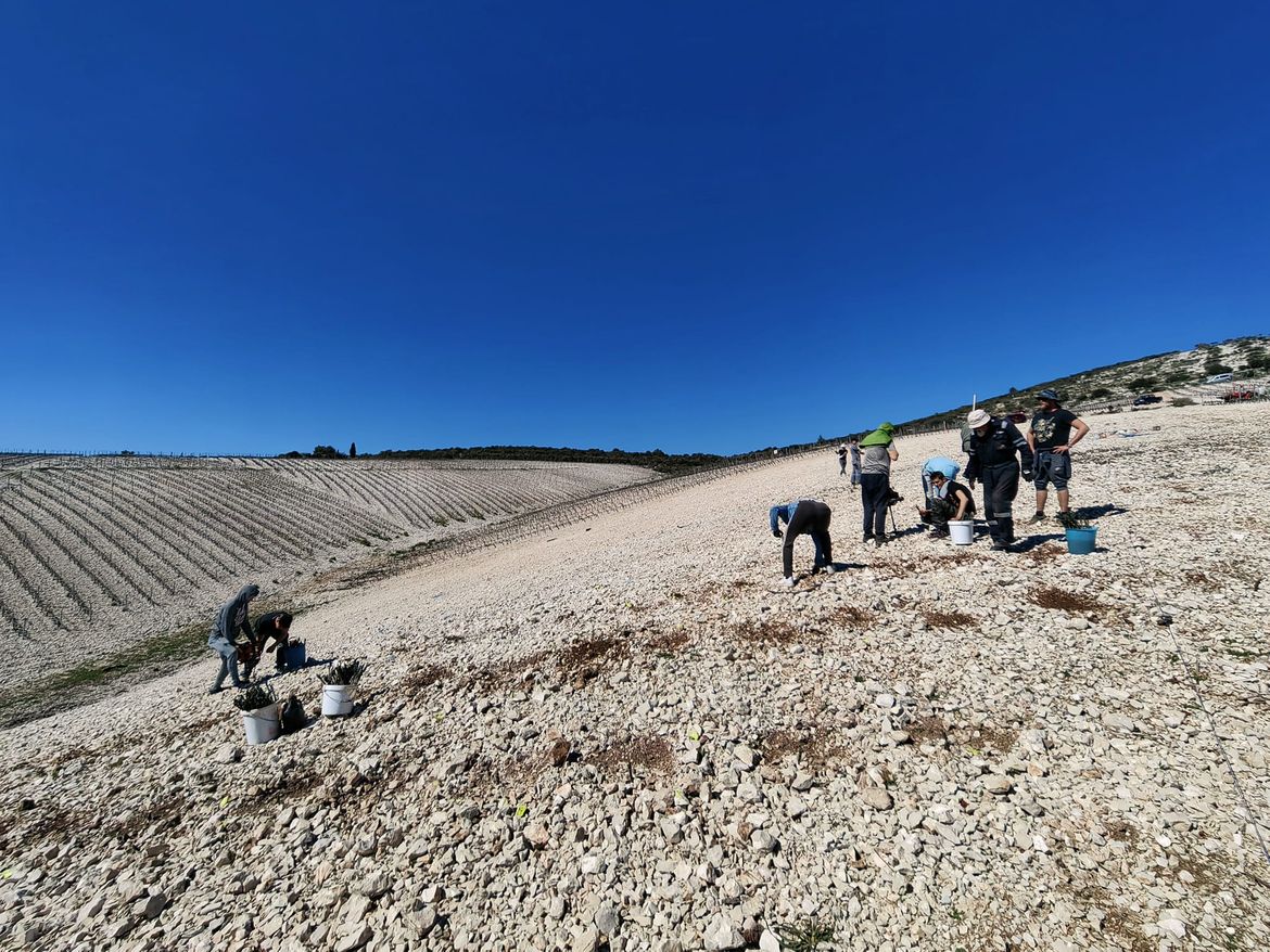 Meliorirani krš pretvaraju u najveći obiteljski vinograd u jednoj cjelini na Korčuli
