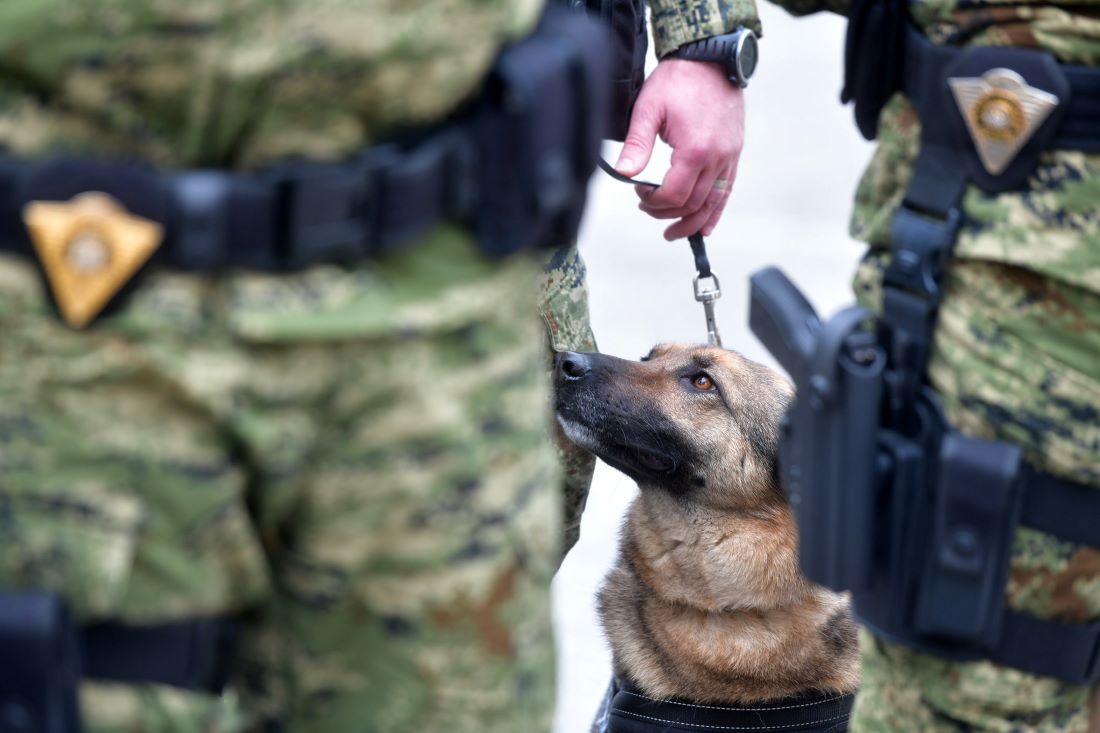 MORH prodaje službene pse, kažu: "Nesposobni su za obuku!"